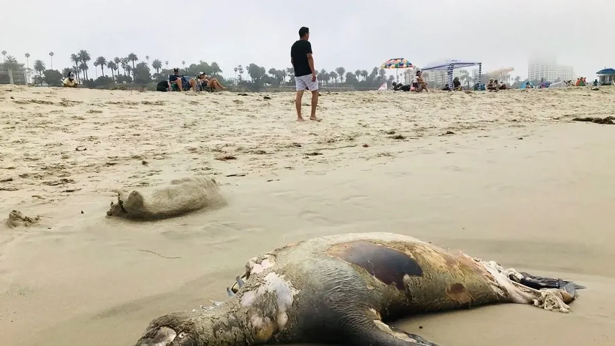 Cientos de delfines y leones marinos mueren intoxicados con ácido en la