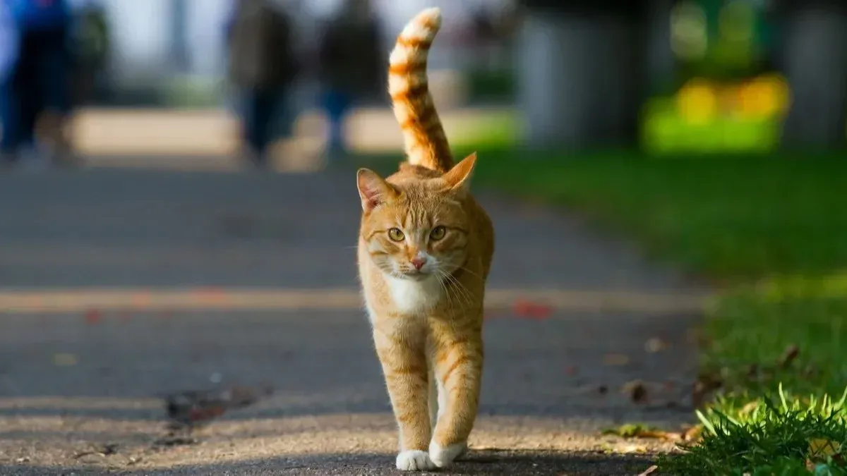 La Oms Alerta Por Un N Mero Elevado De Gatos Infectados Con Gripe Aviar