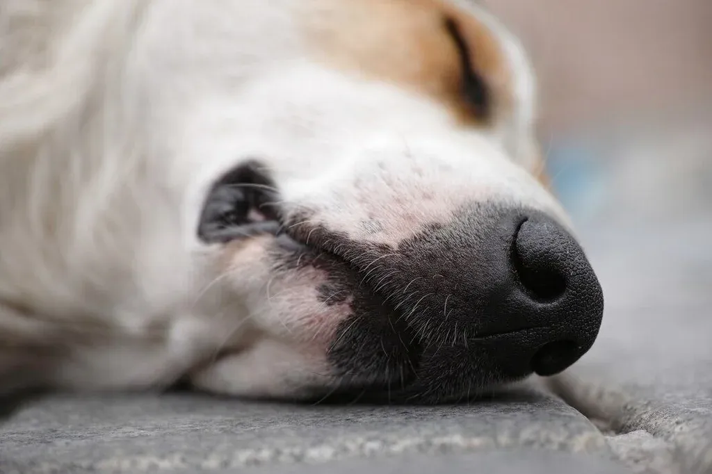 como hacer vomitar a un perro con hidrogeno