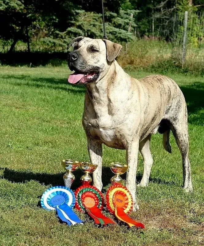 que perro ha ganado mas mejor en exposiciones