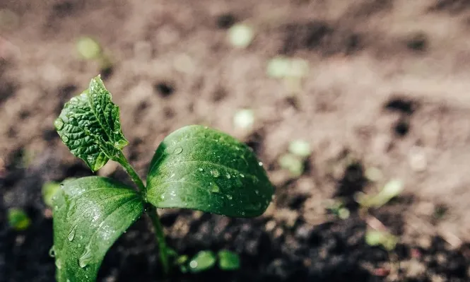 Durante mucho tiempo, se utilizaron los excrementos urbanos en los campos agrícolas, antes de ser remplazados por fertilizantes químicos.