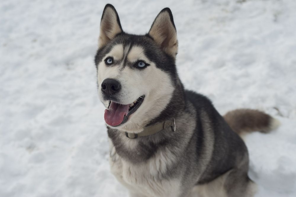 La investigación genética revela que la duplicación del cromosoma 18 provoca la reducción de melanina en los ojos de los Huskies Siberianos.