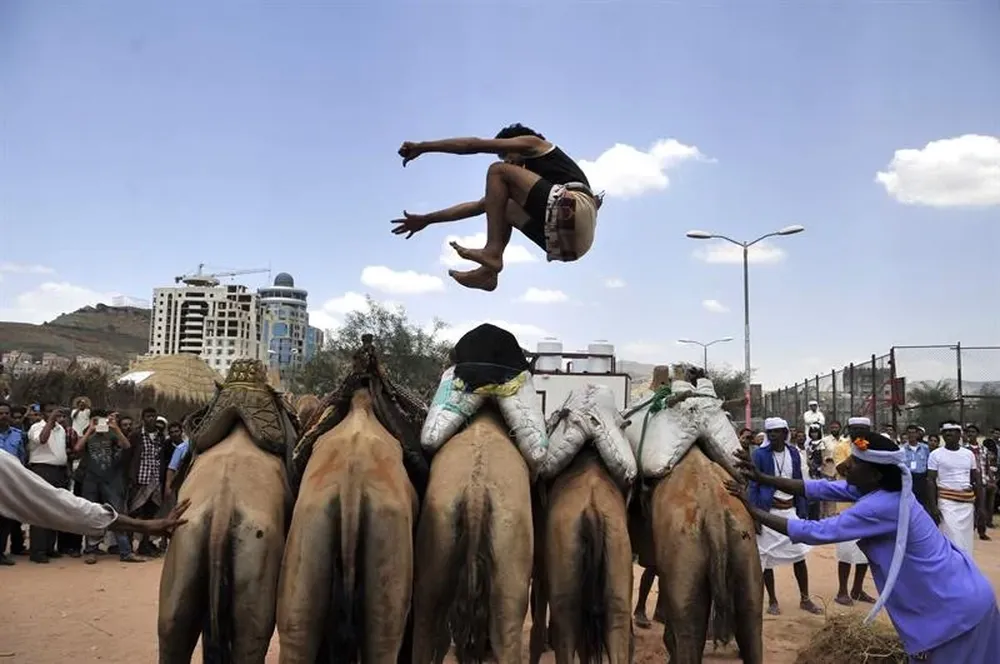 Yemen- Un hombre yemení salta sobre varios camellos durante el Festival de Verano de Saná
