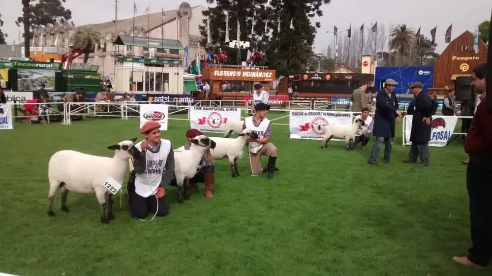 La pista de Hampshire Down en la jura de los puros de origen