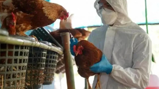 La Comunidad de Madrid activa el protocolo sanitario tras detectar un foco de gripe aviar con 45.000 gallinas en Valdemoro