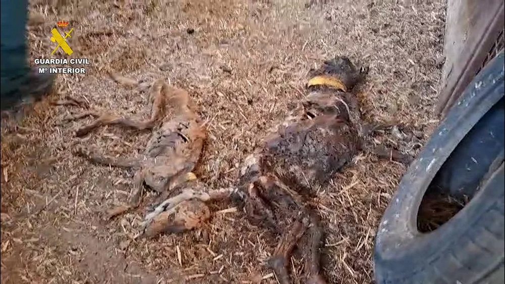 Investigan la muerte de más de 30 perros tras ser abandonados sin agua ni comida en Azuaga, Badajoz. (Guardia Civil)