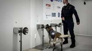 Francia: así detectan el covid-19 los perros a través del sudor