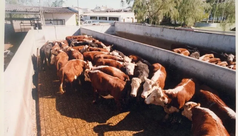 La faena vacuna cayó un 36% en la última semana