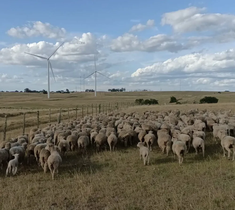 Majada del productor Juan Artola.