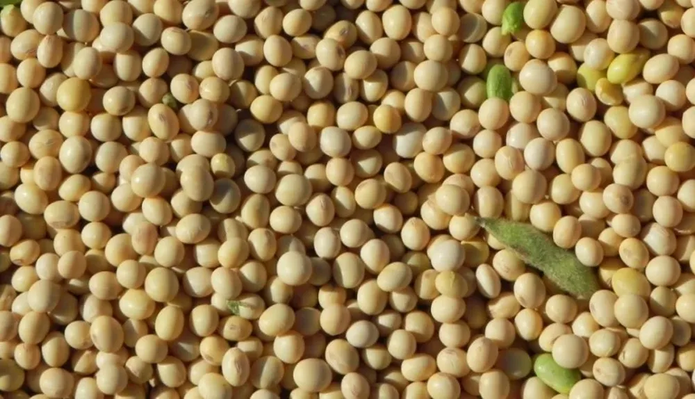 El poroto deriva en aceites y harinas