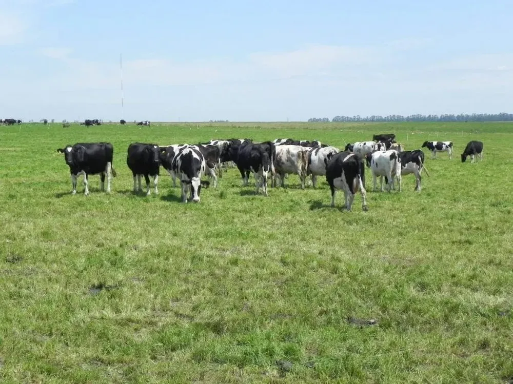 Financiamiento del BROU a lecheros tendrá un plazo de pago de 36 meses, más un período de gracia