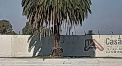 Estado actual de la palmera