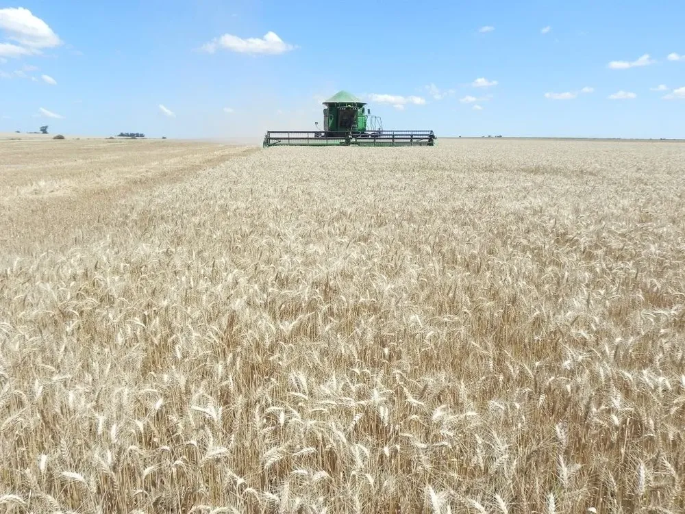 El área de trigo en Argentina cayó 38% en 10 años