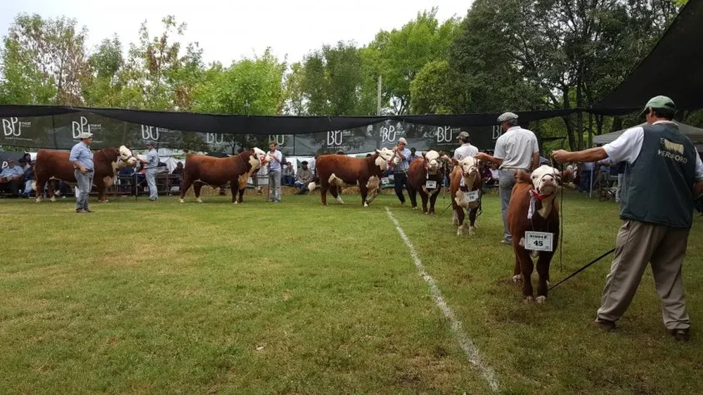 En las pistas se volvió a ver un nivel sobresaliente de ejemplares de todas las razas y especies