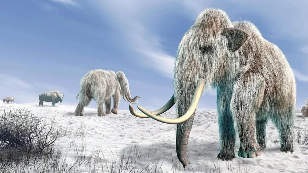 El mamut lanudo podía andar el equivalente de dos vueltas a la tierra en apenas 28 años de vida