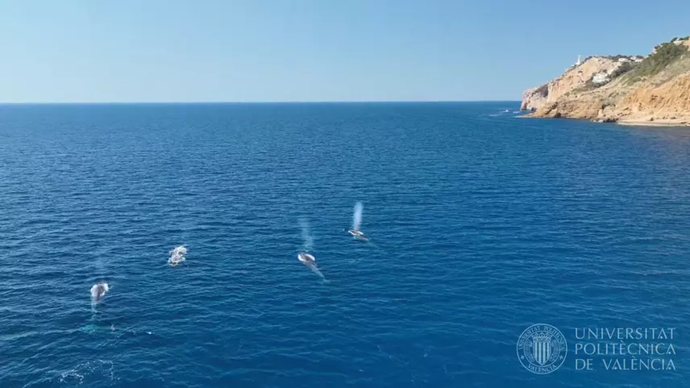 Un grupo de&nbsp;rorcuales&nbsp;pasenado por las costas de Denia. &nbsp;(Fuente: UPV)