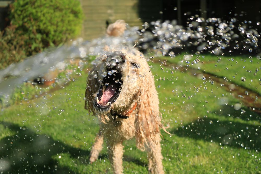 Rociar a tu mascota con agua fresca ayuda a mantenerla fresca en verano.  