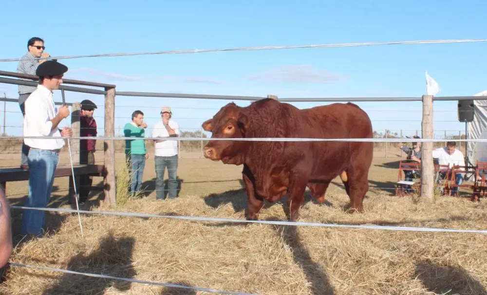 Excelentes reproductores participarán en la fiesta nacional del Brangus