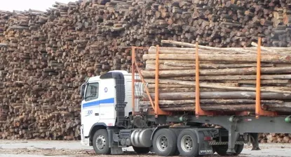 Acopio de madera en UPM
