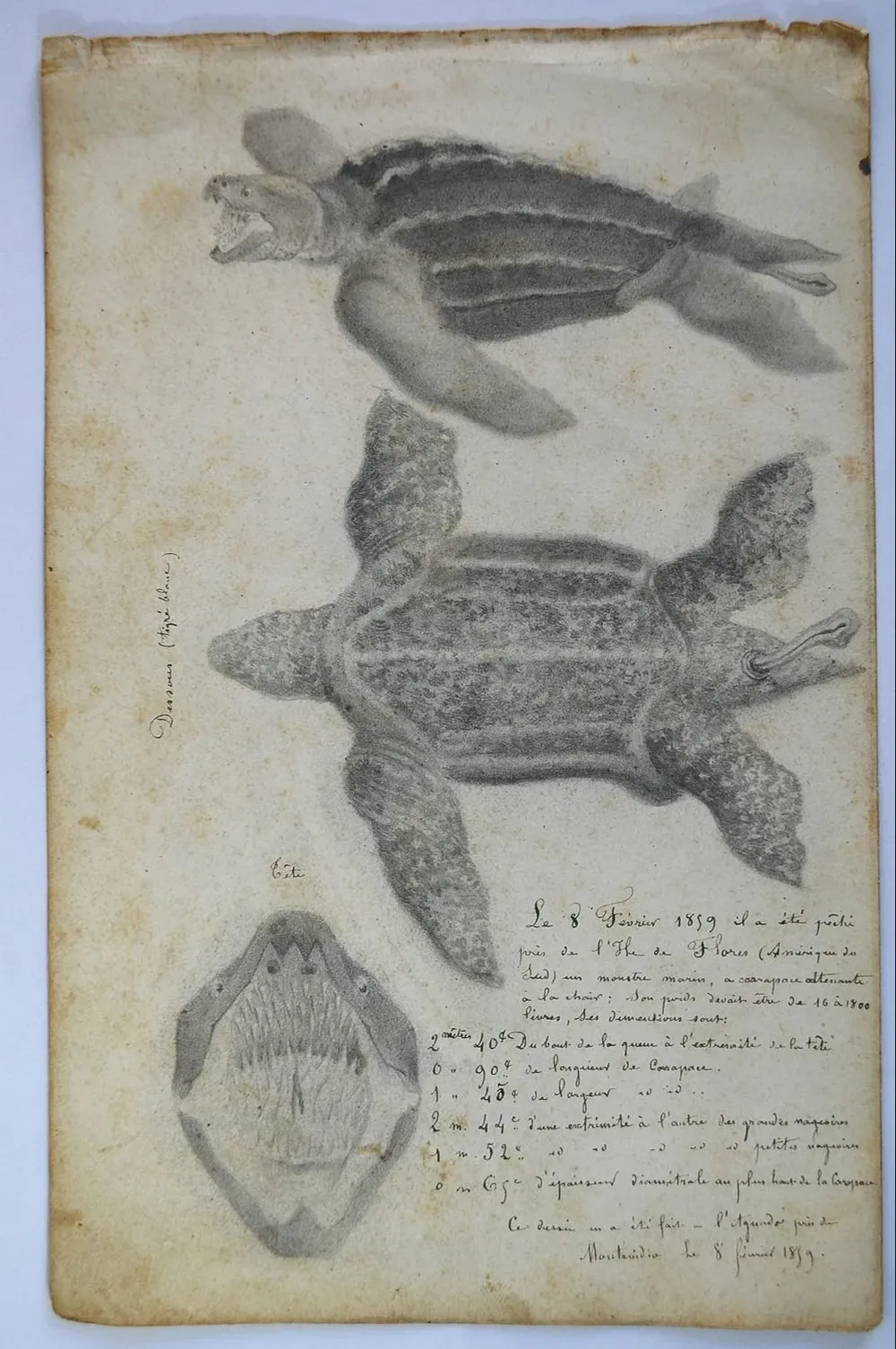 Tortuga de siete quillas, cuaderno de notas de  Diógenes Hequet