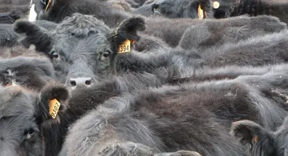 Piden buscar mercados alternativos a Turquía