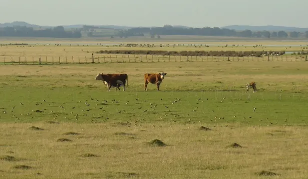 Agro en Uruguay, ¿una gran estancia?