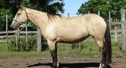 El Observador | 1556229142654.webp