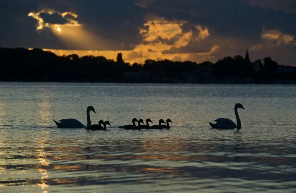 Hay circulación viral de gripe aviar