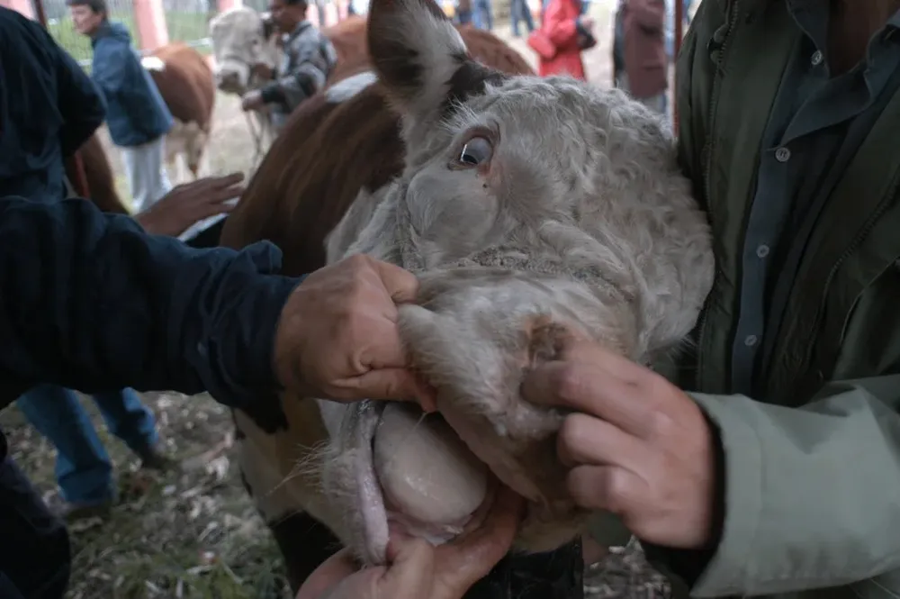 Jornadas de Buiatría considerarán aspectos profesionales de alta relevancia.