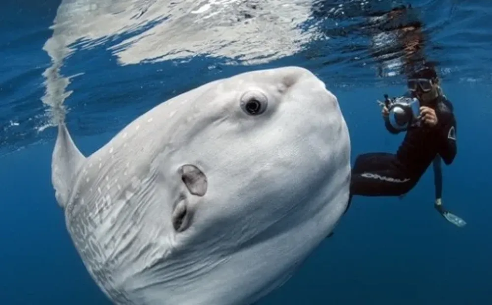 El fotógrafo Daniel Botelho nadó con un Mola Mola, le sacó fotos y compartió una en Facebook, donde pronto se viralzó