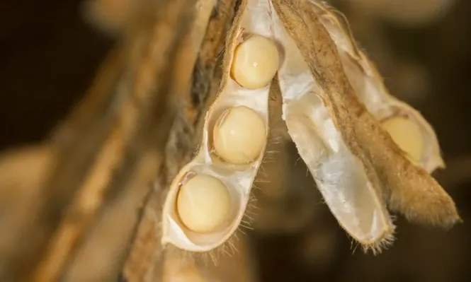 Mercado de soja no tuvo operaciones en Argentina ante volatilidad financiera