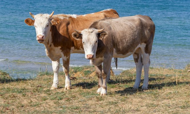 España es hogar de una fauna diversa y única: estos son los diez animales que mejor la representan. &nbsp;