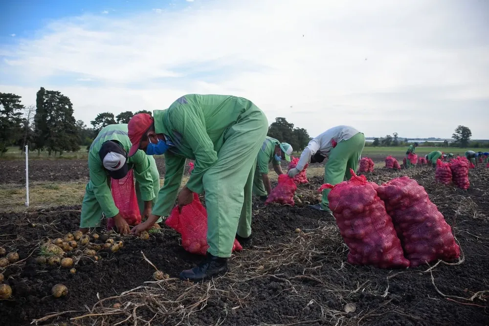 Cosecha de papa en el Penal de Libertad