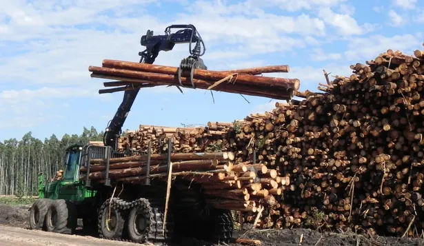 Industria de la madera en Uruguay