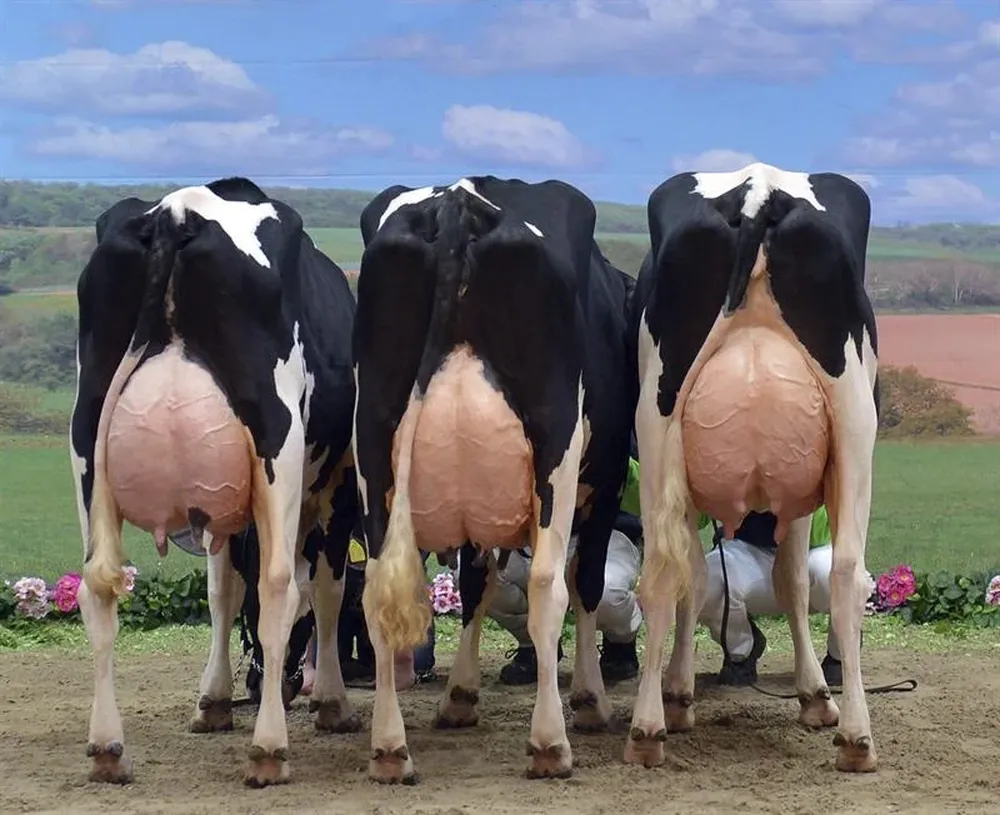 Alemania- Vacas posan durante la 40 edición del Schau der Besten (El espectáculo de las mejores)