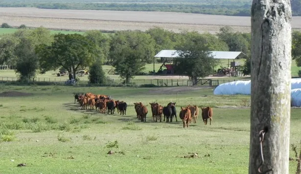 Ganadería y agricultura al ritmo de lo que pautan los mercados.