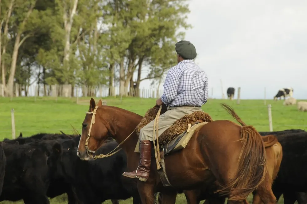Producción ganadera en campos de Uruguay.