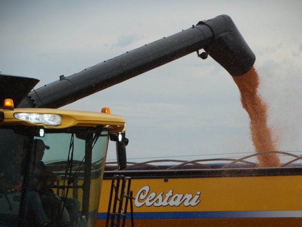Granos: cosecha de maíz en Uruguay, uno de los rubros agrícolas impactados por precios a la baja.