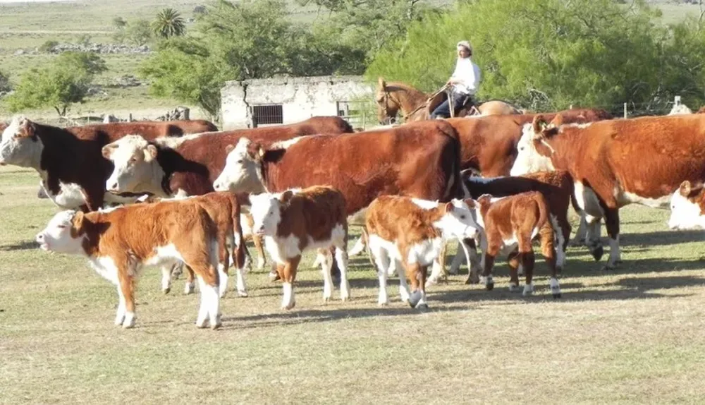 Un mercado “más normal” también ayudará a la cría