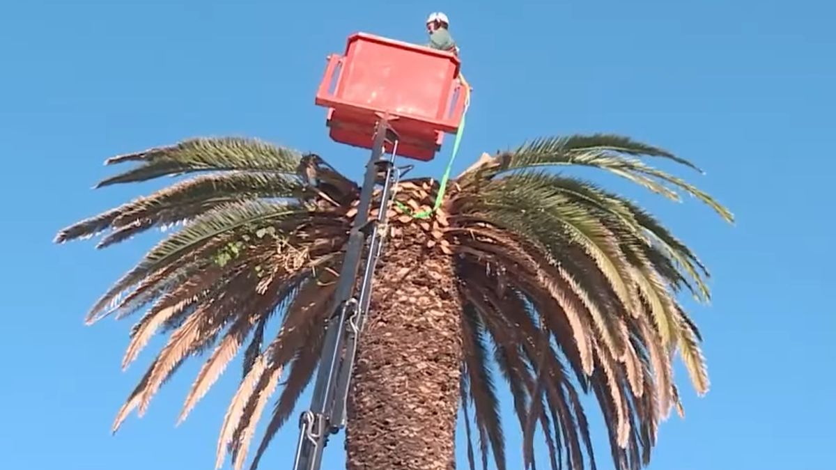 El picudo rojo llegó a la palmera en homenaje a Juana de Ibarbouru en la Rambla: le quitarán las partes afectadas