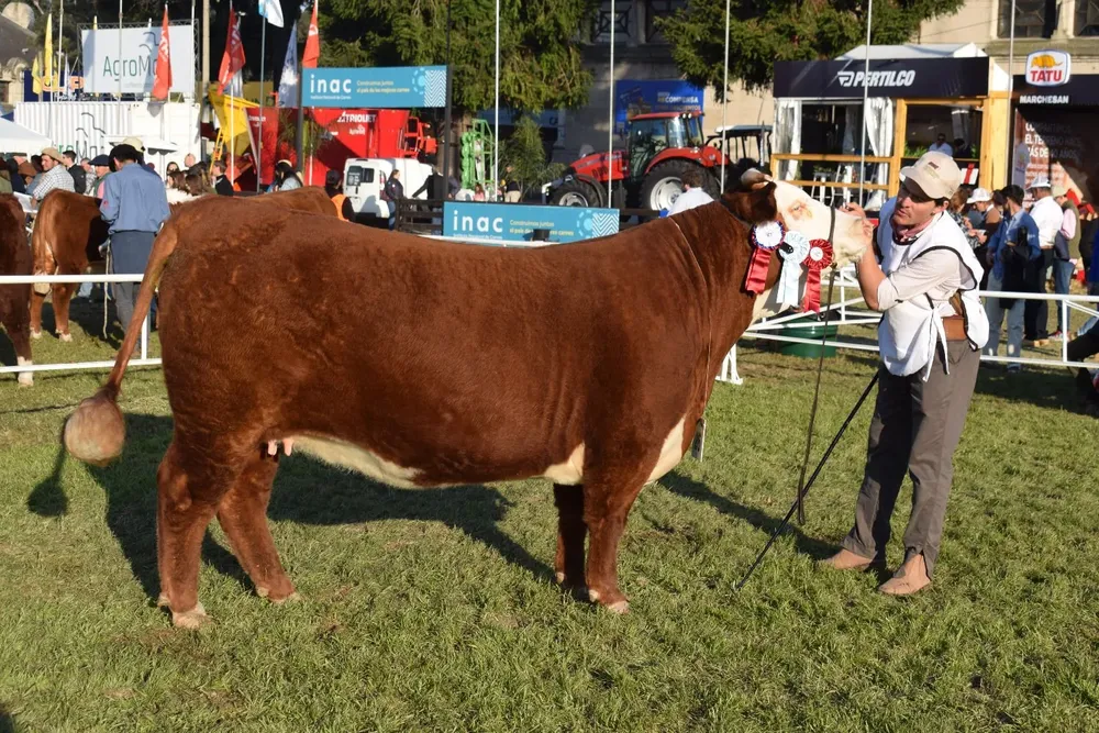 Gran Campeona Hereford de la Expo Prado 2022 con su cabañero, Juan Tavares.