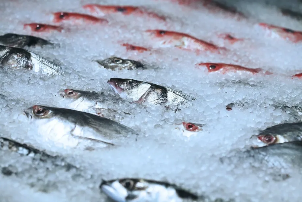 Pesca industrial, uno de los productos alimenticios de exportación en Uruguay.