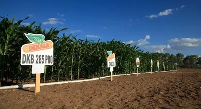 Brasil- Vista de un campo de maíz en Petrolina, en el estado brasileño de Pernambuco
