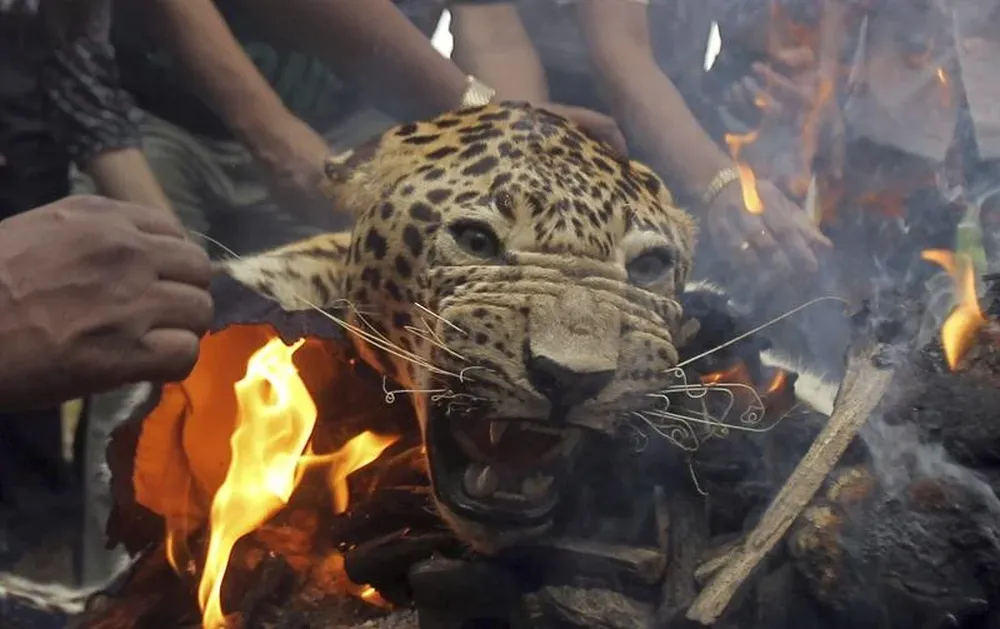 India- Activistas indios queman la piel y huesos de un leopardo de contrabando como parte de una campaña