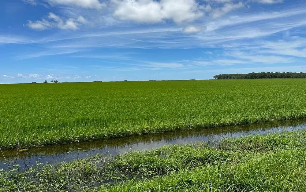 Así lucen los cultivos a mediados de enero.
