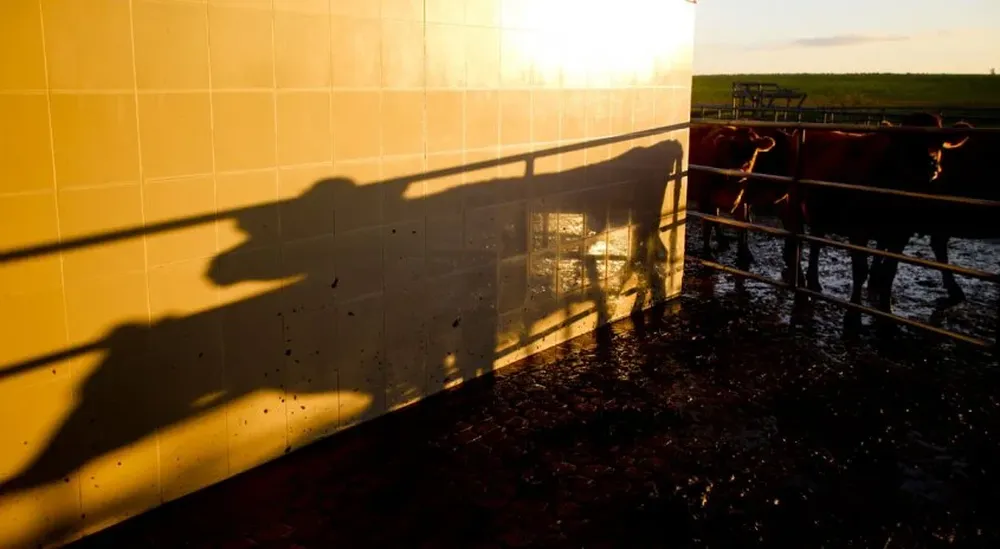 La sequía, un drama también en los tambos.