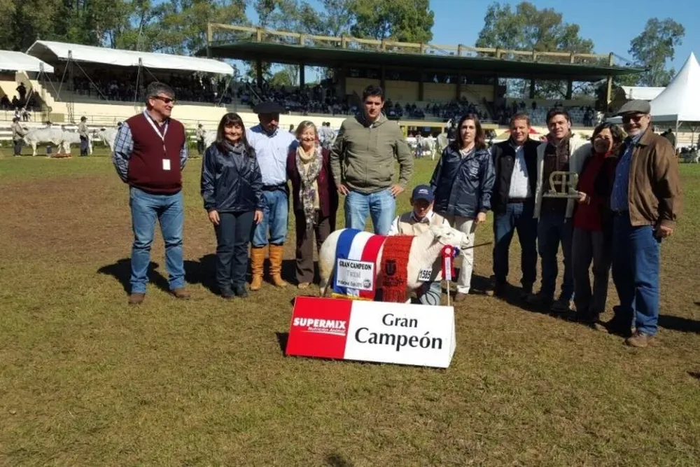 El Gran Campeón Texel PI de la Expo Paraguay 2015, criado por Diego Riccetto