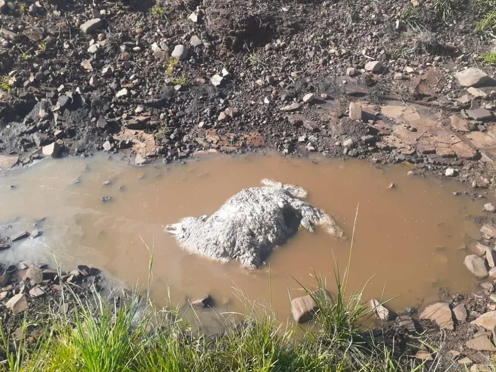 Ovino muerto tras ataque de una jauría.