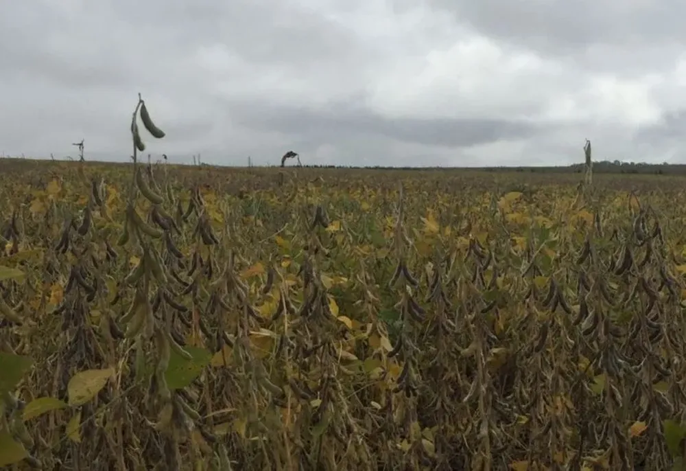 La soja y otros cultivos también en cosecha son afectados por las intensas lluvias
