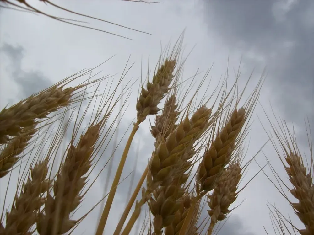 Las exportaciones argentinas de orígen agrícola cayeron un 4,5%